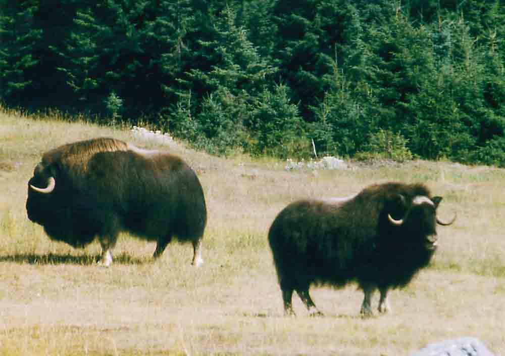 Búfalo Azmizclero - Alaska - EEUU 2.jpg